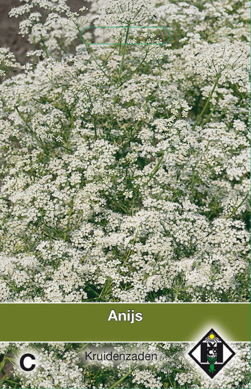 Anise, Anis (Pimpinella anisum) 1250 seeds HE